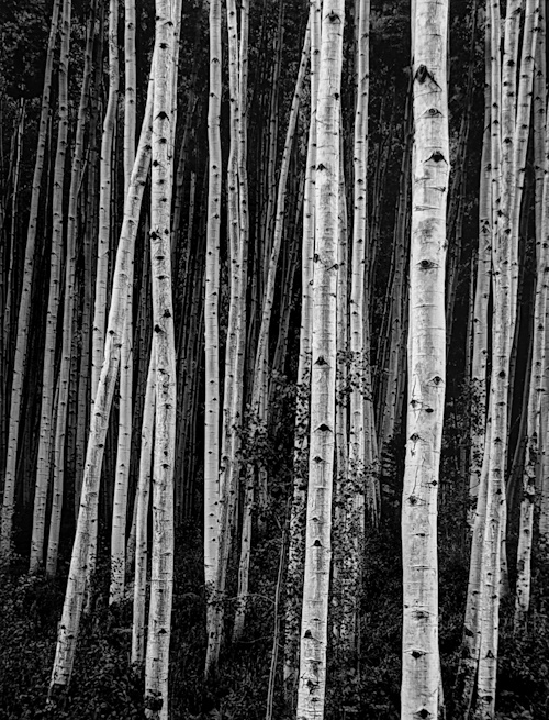 Aspens at Dusk | Afterimage Gallery