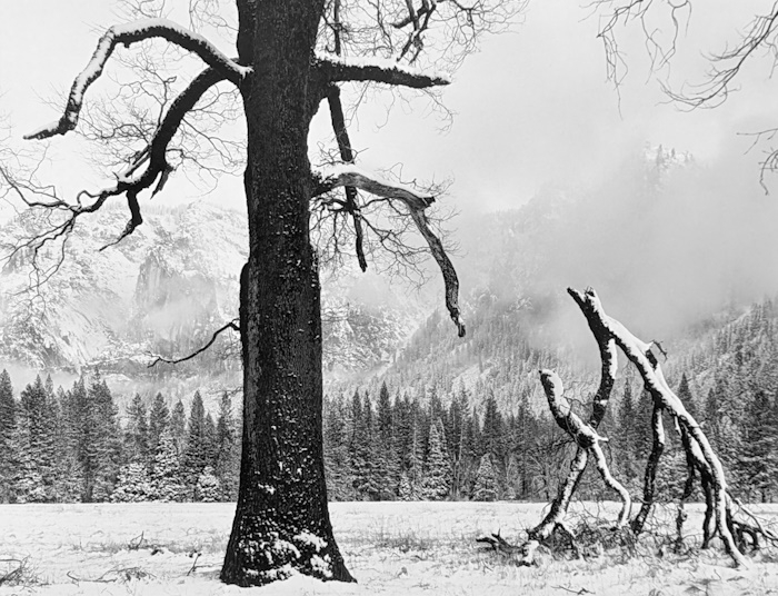 John Sexton, Black Oak, Fallen Branches | Afterimage Gallery