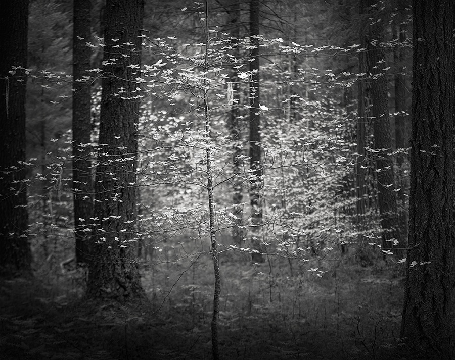 Darcie Sternenberg, Dogwood Forest No. 1