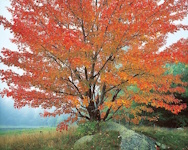 Christopher Burkett, Wild Red Maple | Afterimage Gallery