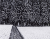 John Sexton, Rice Field and Pine Forest | Afterimage Gallery