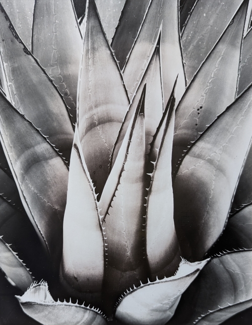 Brett Weston, Century Plant | Afterimage Gallery