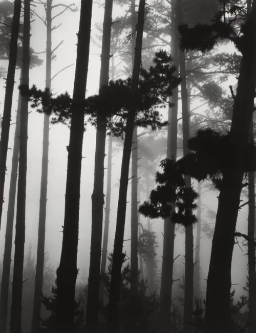 Brett Weston, Pines in Fog | Afterimage Gallery