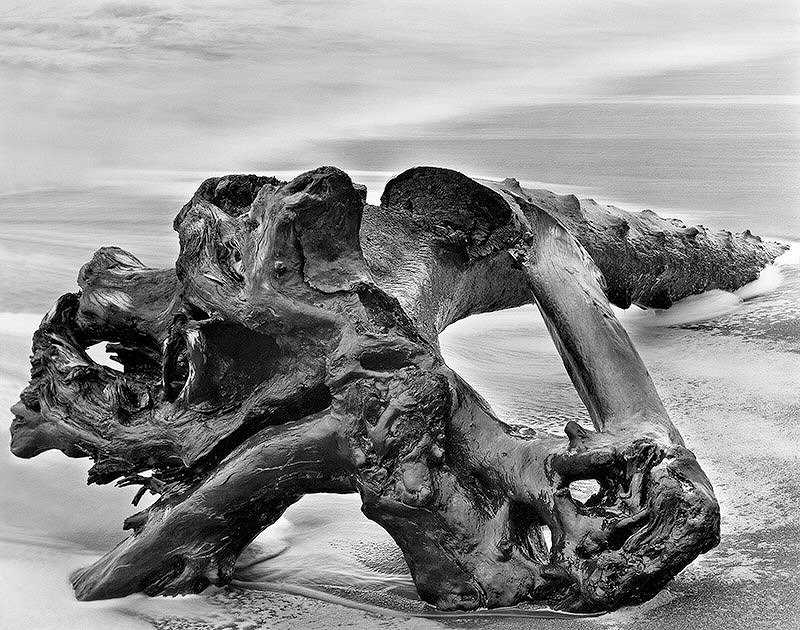 Wynn Bullock, Driftwood | Afterimage Gallery