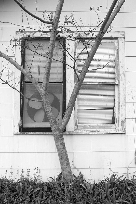Jenny Ellerbe, Grandma's Window