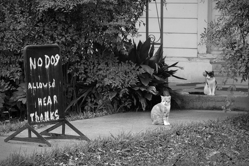 Jenny Ellerbe, No Dogs Allowed | Afterimage Gallery