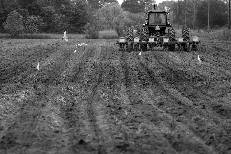 Jenny Ellerbe, Tractor, Cattle Egrets
