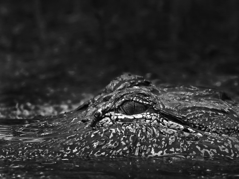 Jenny Ellerbe, Alligator Up Close