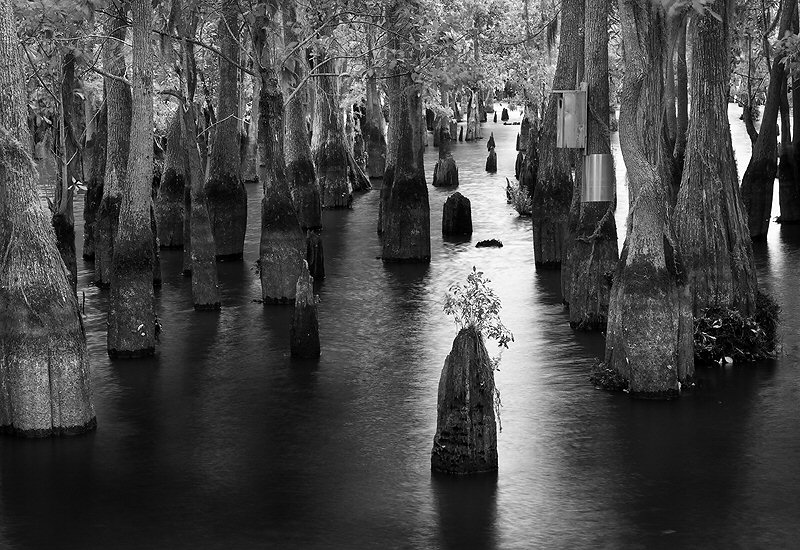 Jenny Ellerbe, Awaiting Rita, Study 1