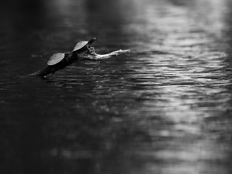 Jenny Ellerbe, Bayou Watchers
