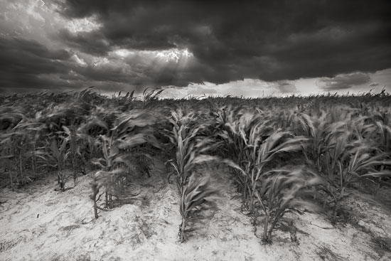 Jenny Ellerbe, Sudden Storm, Cornfield