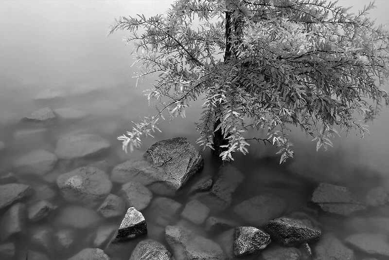 Jenny Ellerbe, Cypress on the Rocks