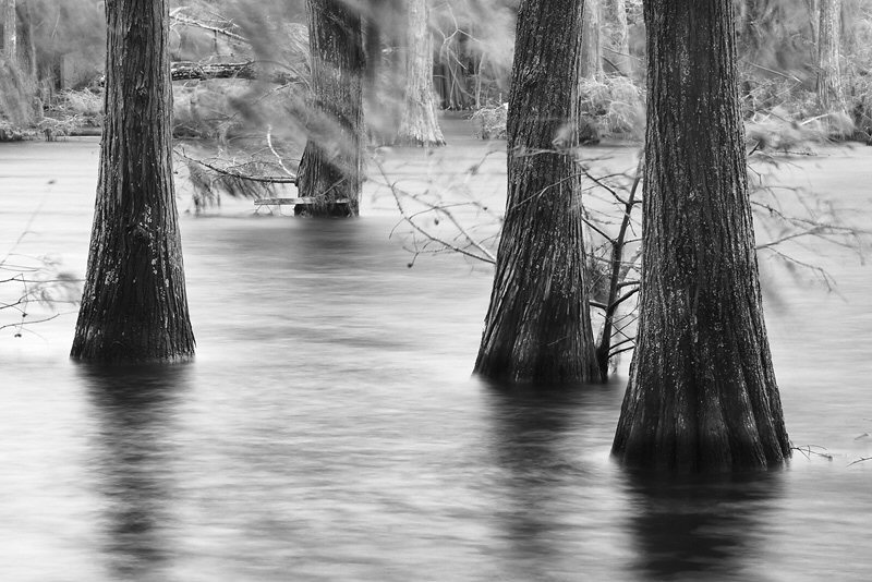 Jenny Ellerbe, Cypress Trunks, Wind