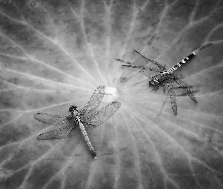 Jenny Ellerbe, Dragonflies
