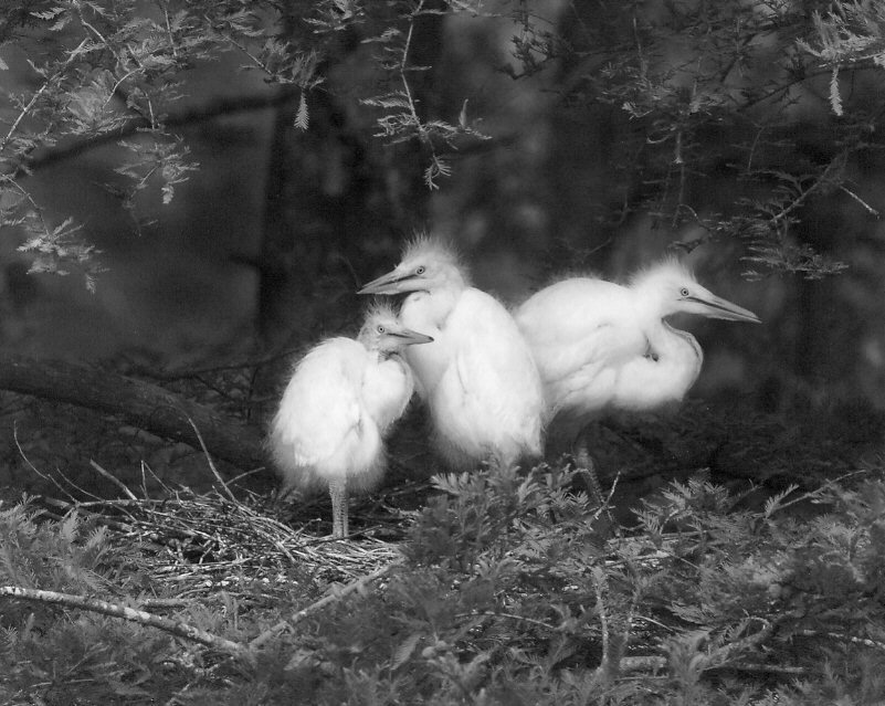 Jenny Ellerbe, Egret Chicks