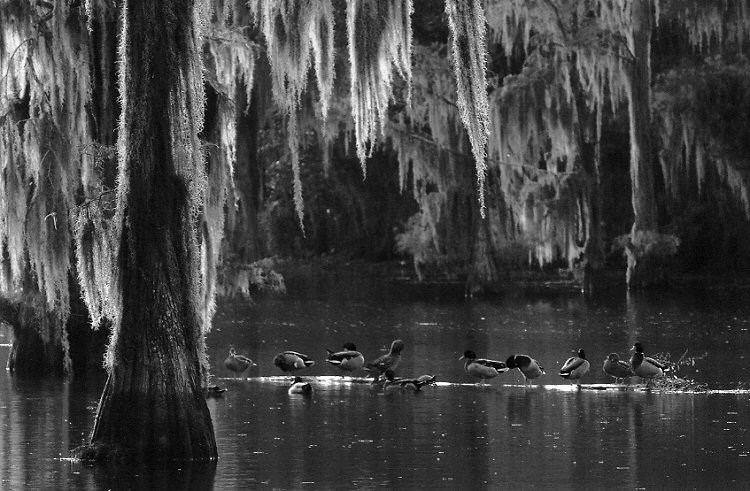Jenny Ellerbe, Preening Ducks