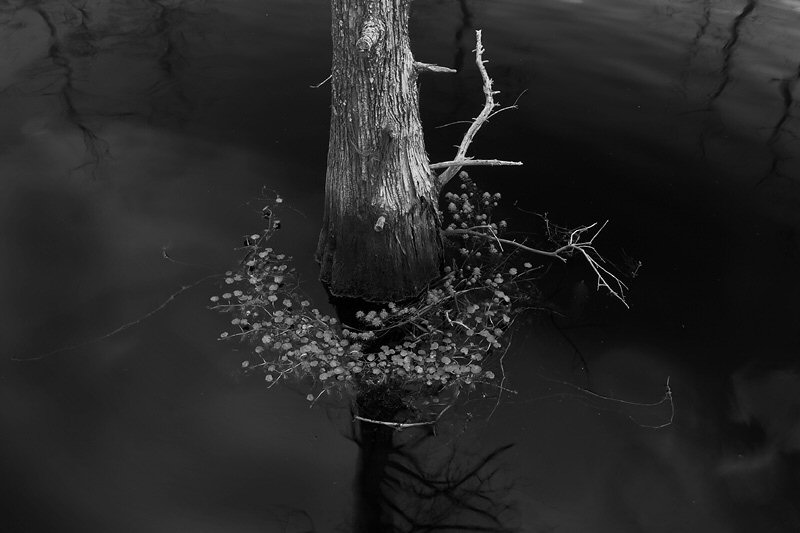 Jenny Ellerbe, Tree Ring