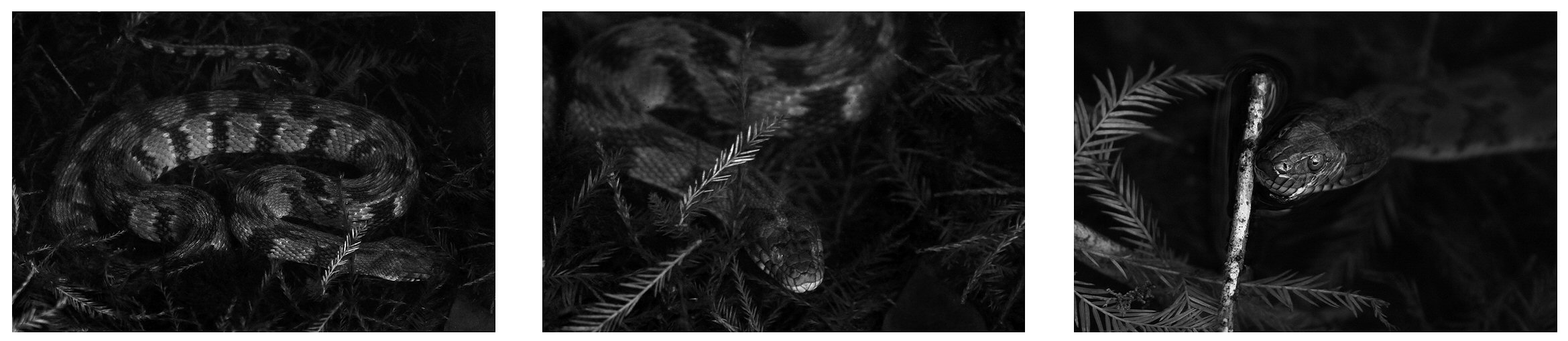 Jenny Ellerbe, Underwater Snake