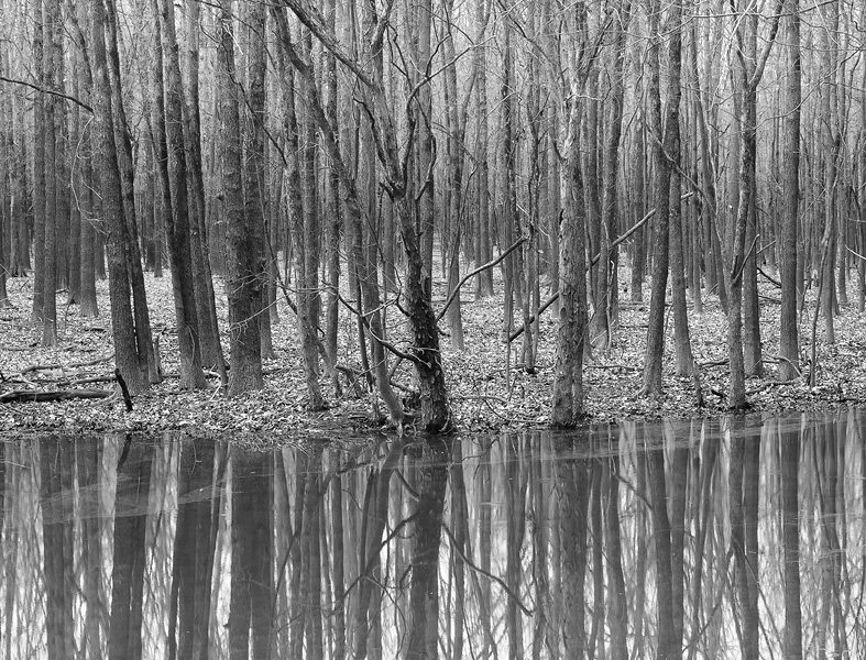 Jenny Ellerbe, Winter Woods