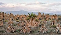Terry Falke, Abandoned Palm Farm