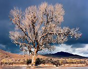 Terry Falke, Shoe Tree, Nevada