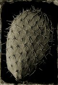 Robb Kendrick, Cacti #1