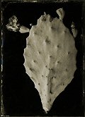 Robb Kendrick, Cacti #2