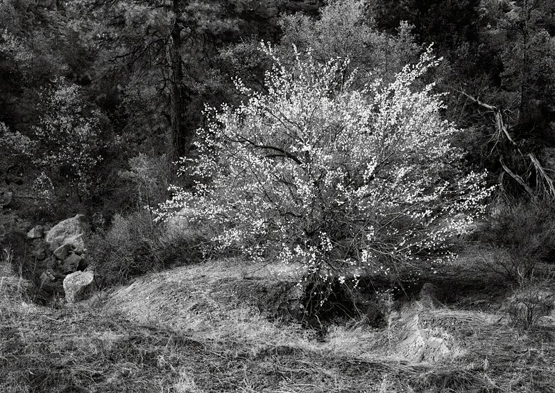 Craig Varjabedian, Apricot Tree