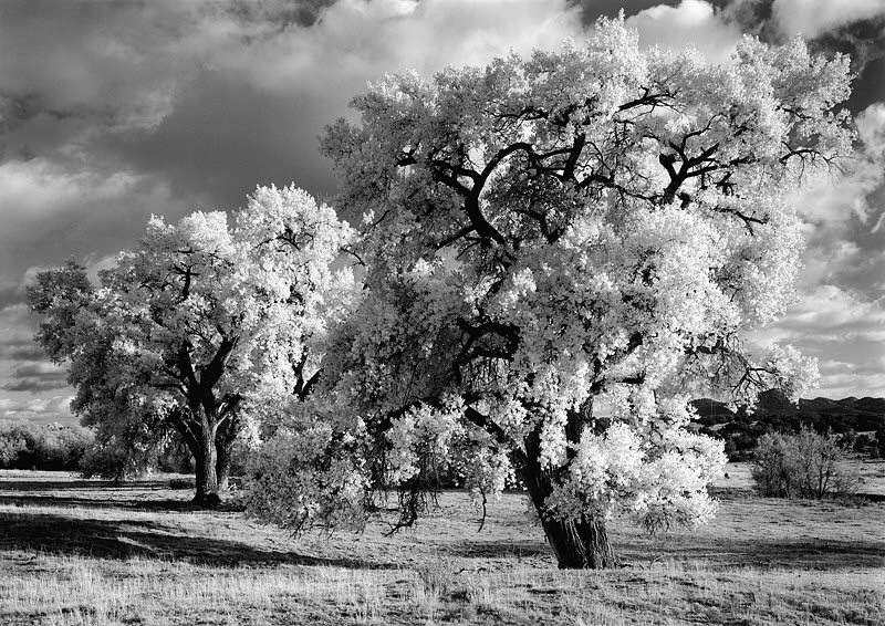 Craig Varjabedian, Cottonwood Trees, No. 5